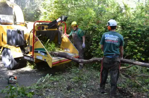 tree services South Beach